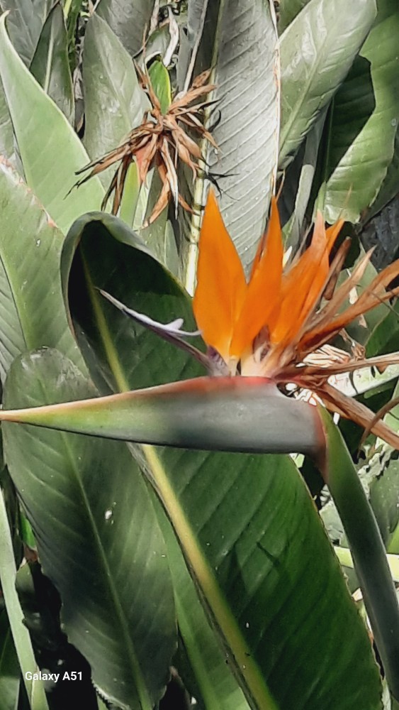 Strelitzia (Bird-of-paradise flowers)