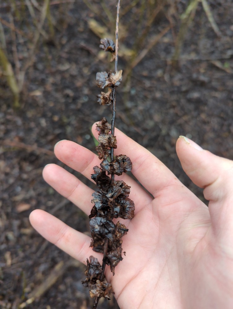Pterocarya fraxinifolia (Caucasian Wingnut) (alternate view 11)