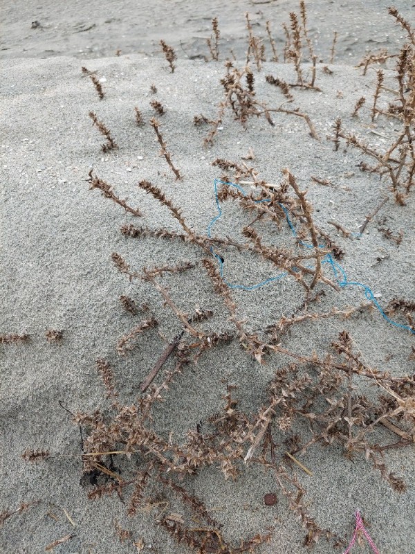 Salsola (Russian Thistles) (alternate view 2)