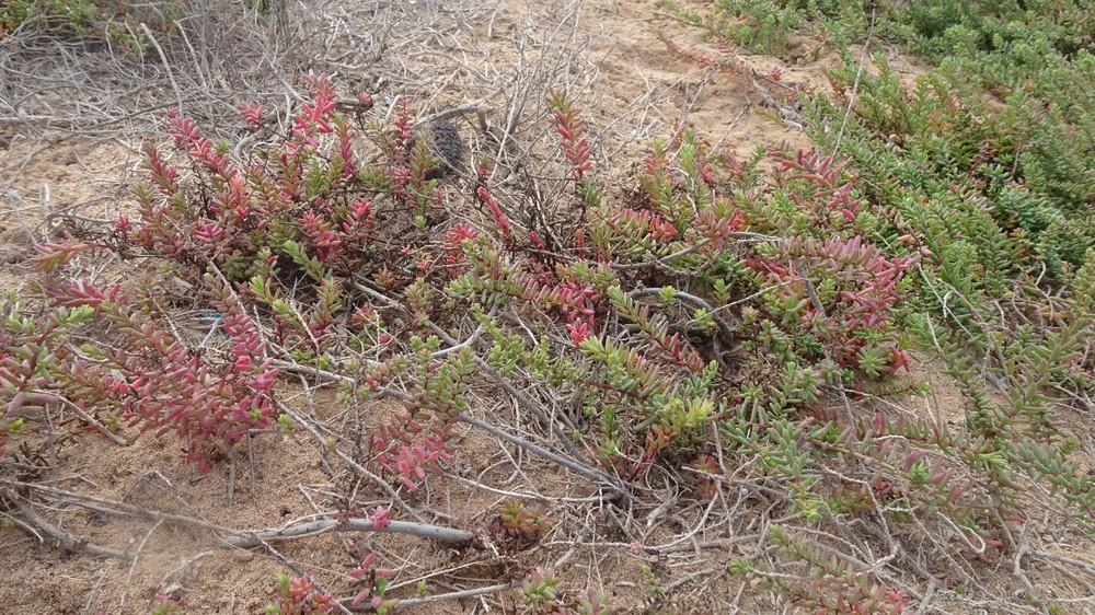 Suaeda vera (Shrubby Seablite) (alternate view 11)