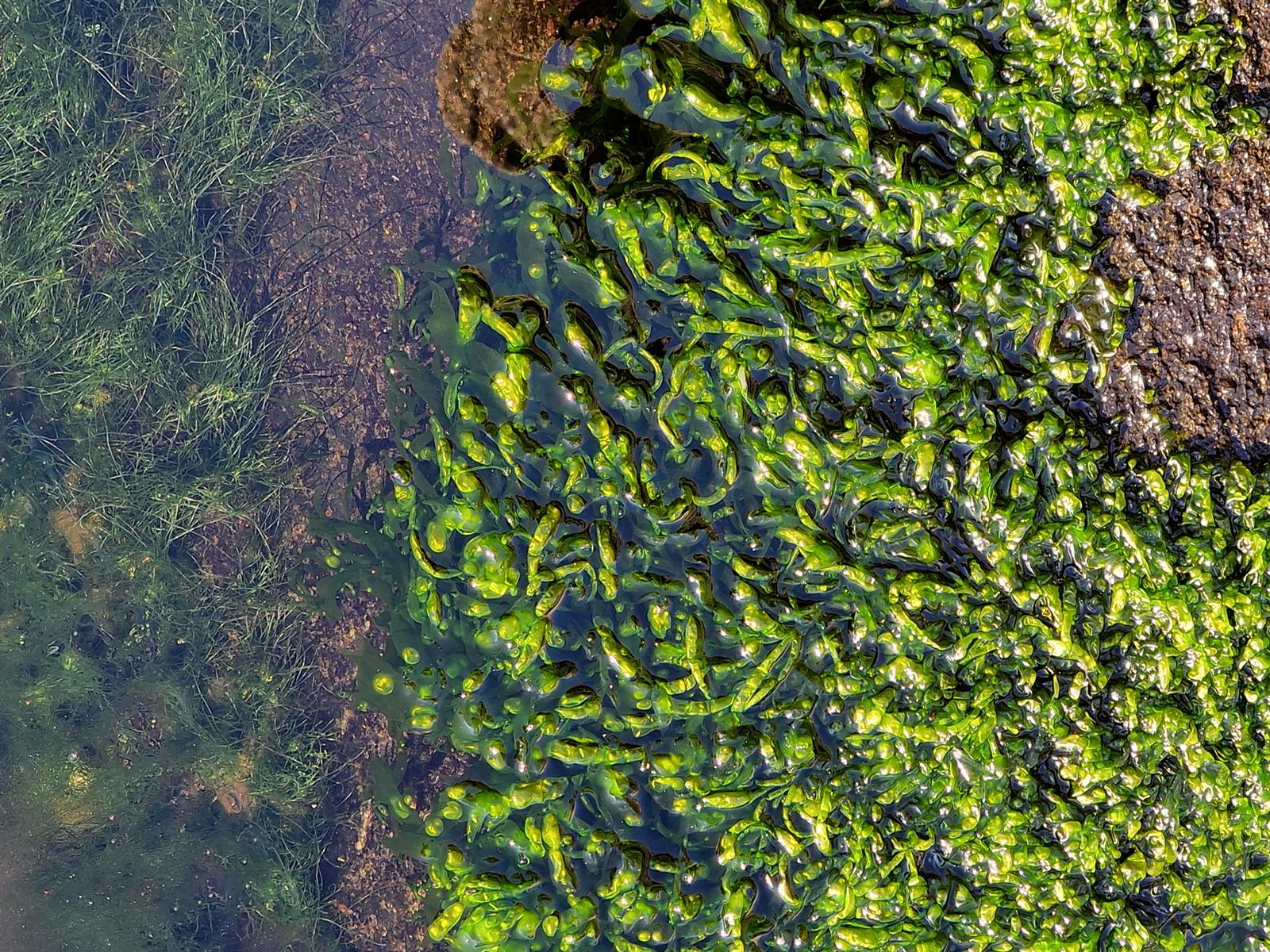 Ulva intestinalis (Gutweed) (alternate view 9)