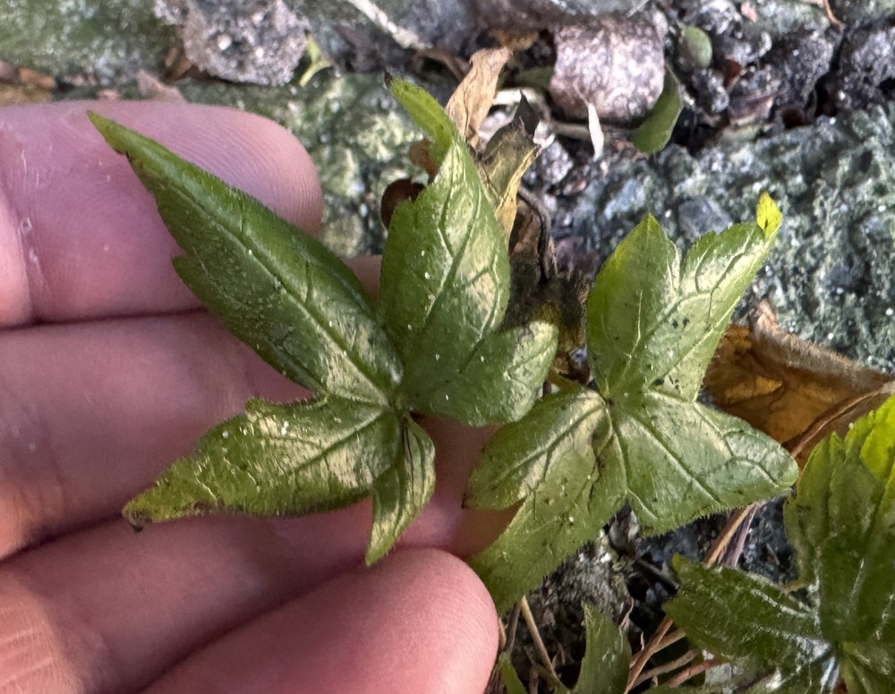 Geranium nodosum