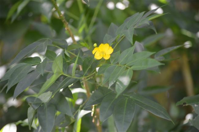 Senna septemtrionalis (Arsenic Bush) (alternate view 11)