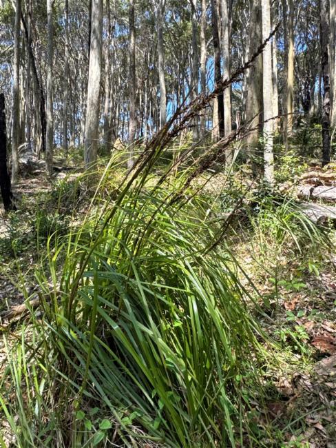 Gahnia clarkei (tall saw-sedge) (alternate view 11)
