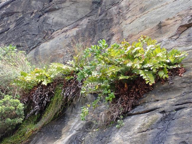 Cyrtomium falcatum (Japanese Holly Fern) (alternate view 8)