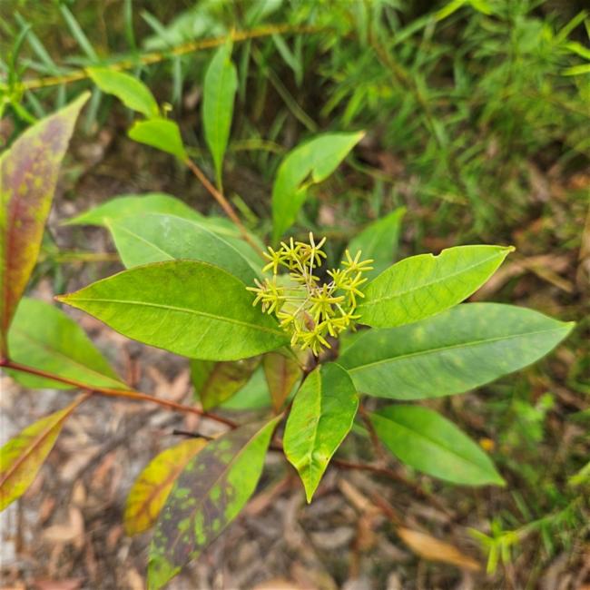 Dodonaea triquetra (Common Hop Bush) (alternate view 11)