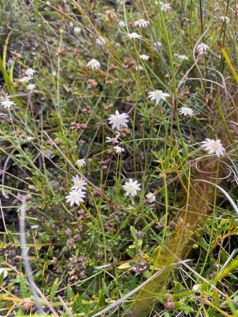 Actinotus minor (Lesser Flannel Flower) (alternate view 11)