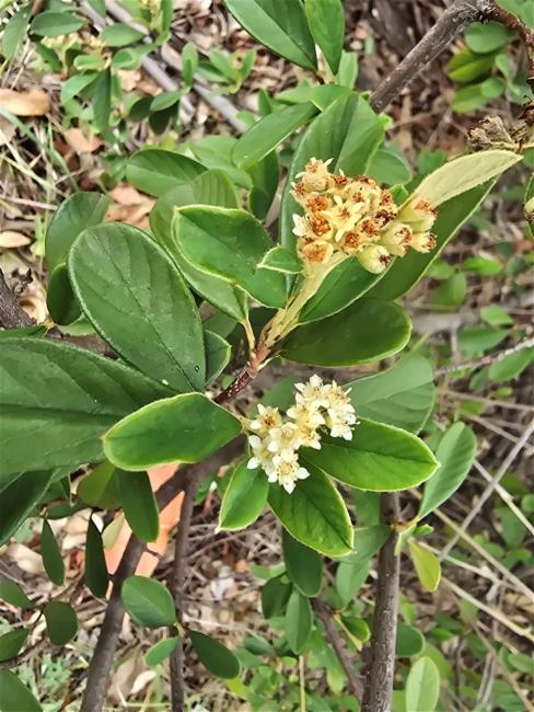Cotoneaster glaucophyllus (Bright bead cotoneaster) (alternate view 11)