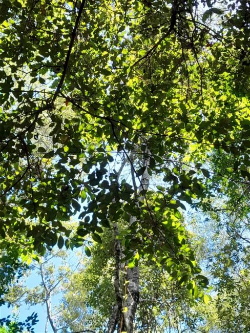 Rhodamnia rubescens (scrub turpentine) (alternate view 11)
