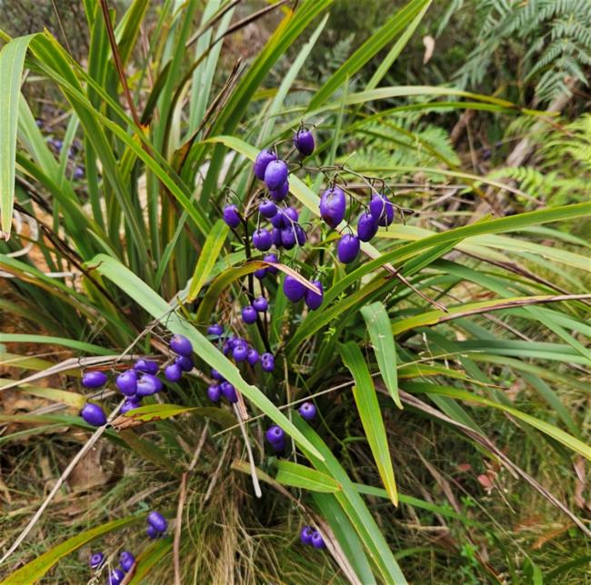 Dianella tasmanica (alternate view 2)