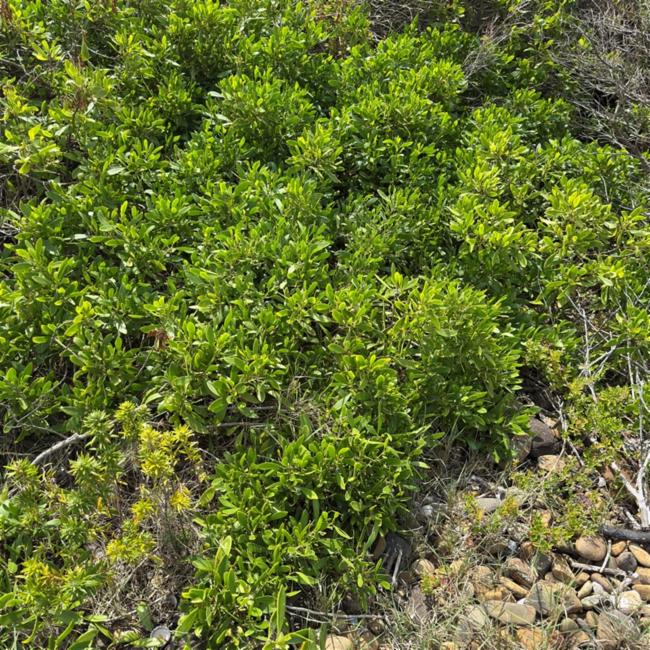 Myoporum boninense (Boobialla) (alternate view 11)