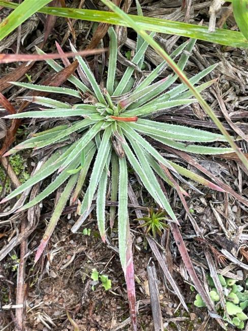 Stylidium graminifolium (Grass Triggerplant) (alternate view 12)