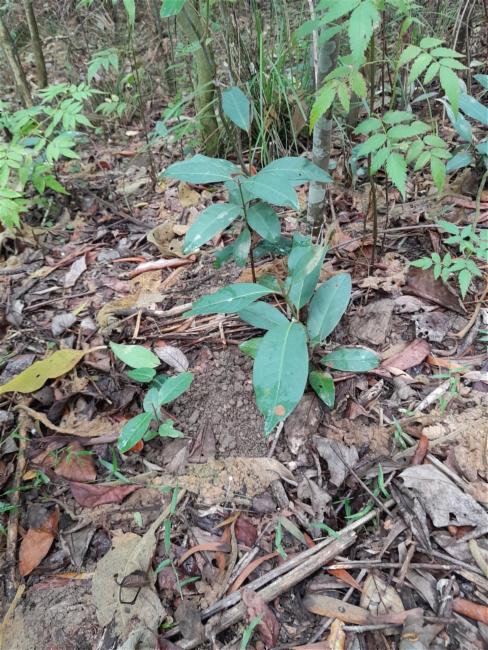 Rhodomyrtus psidioides (Native Guava) (alternate view 7)