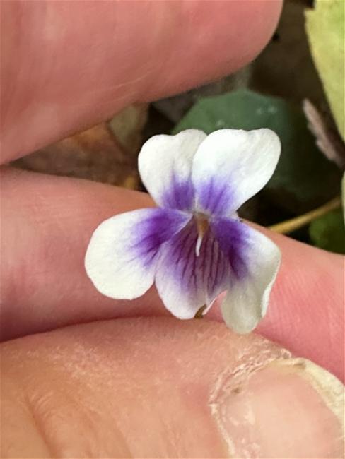 Viola banksii (Banks' Violet) (alternate view 10)