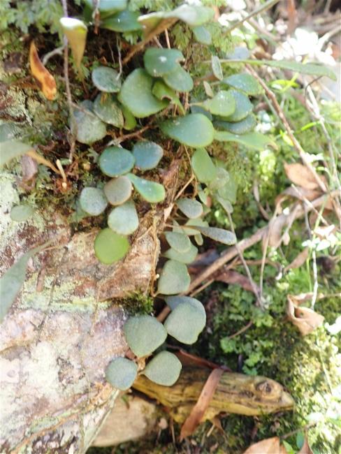 Pyrrosia rupestris (Rock Felt Fern) (alternate view 11)