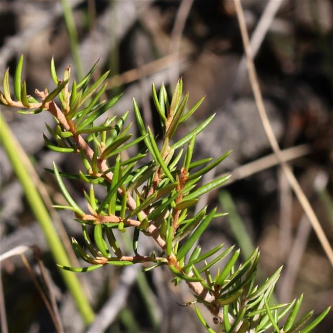 Grevillea juniperina (alternate view 2)