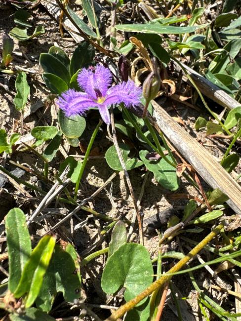 Thysanotus tuberosus (Common Fringe-lily) (alternate view 12)