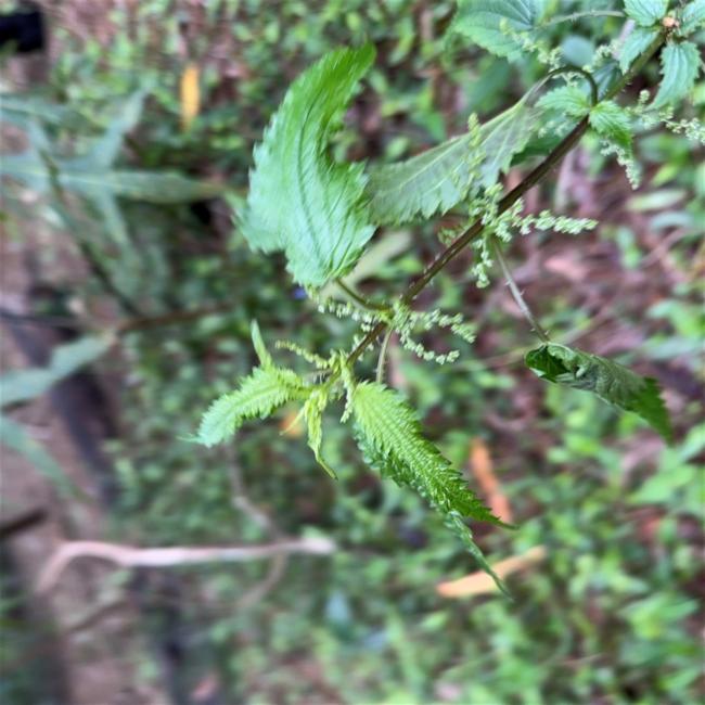 Urtica incisa (Scrub Nettle) (alternate view 11)