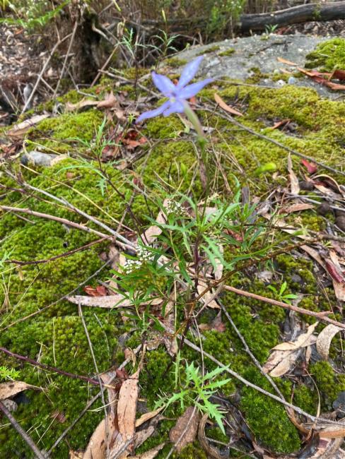 Lithotoma axillaris (rock isotome) (alternate view 13)