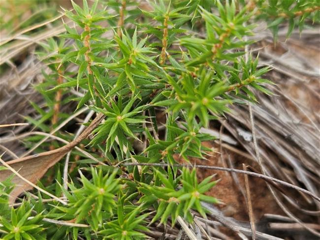 Acrotriche serrulata (Honey-pots) (alternate view 8)