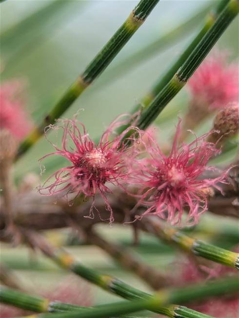 Casuarina cunninghamiana (River sheoak) (alternate view 11)