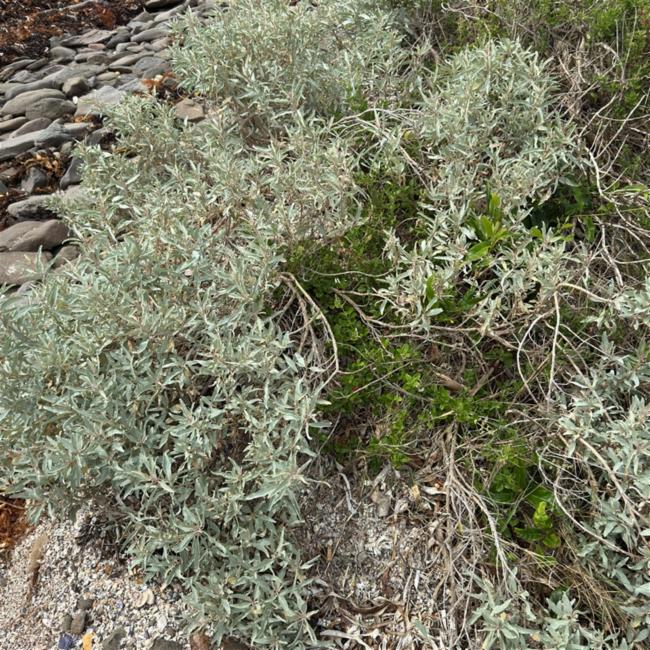 Atriplex cinerea (Grey Saltbush) (alternate view 12)