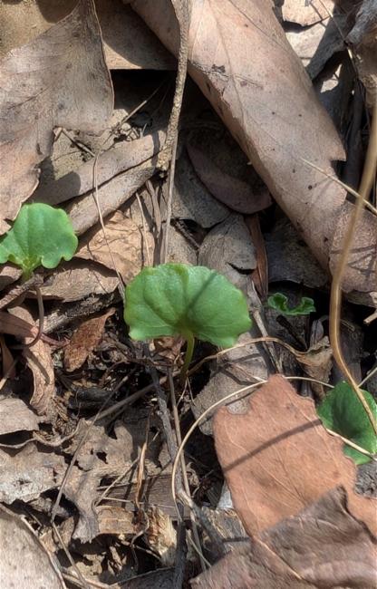 Viola hederacea (Ivy Leaved Violet) (alternate view 11)