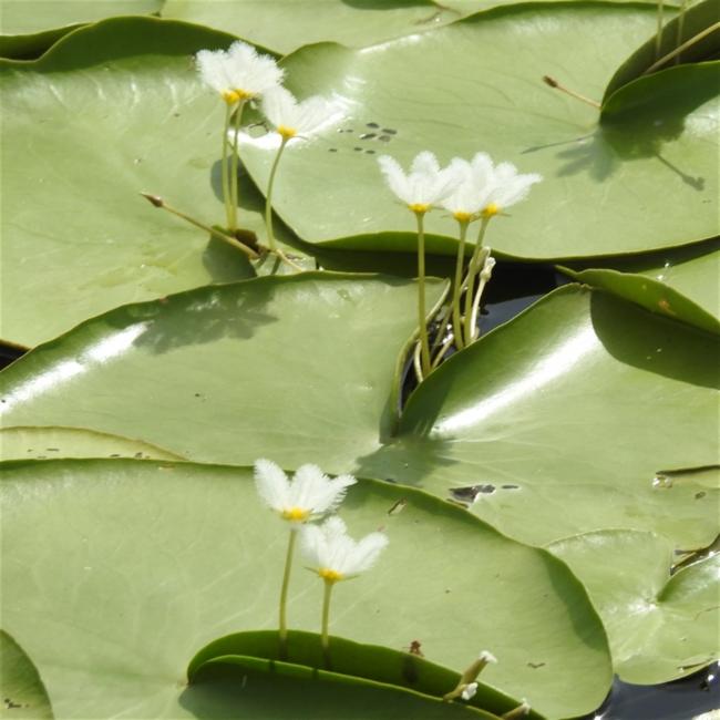 Nymphoides indica (Water Snowflake) (alternate view 11)