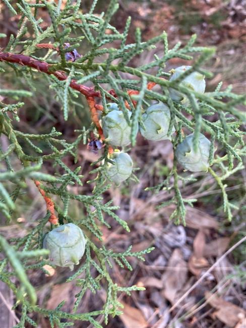 Hesperocyparis arizonica (Arizona Cypress) (alternate view 6)