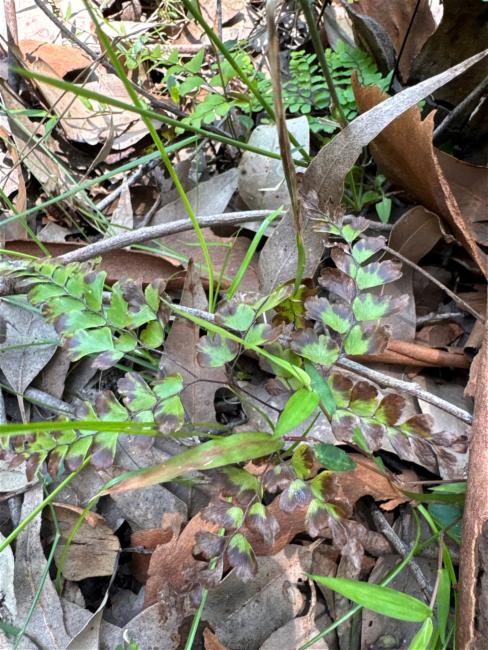 Adiantum formosum (Giant maidenhair fern) (alternate view 12)