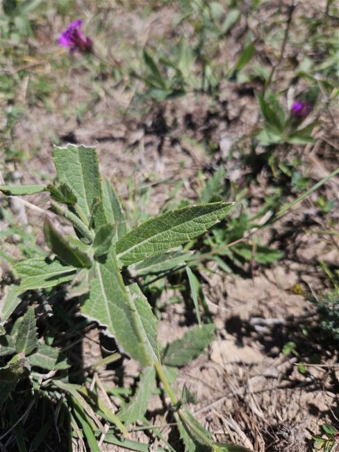 Verbena rigida (Rigid Verbena) (alternate view 12)