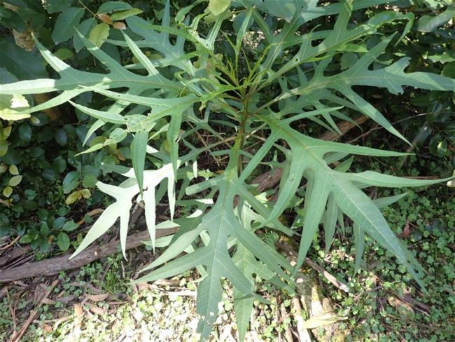 Solanum aviculare (New Zealand nightshade) (alternate view 13)