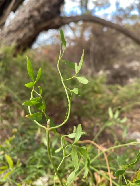 Clematis microphylla (Small-leaved Clematis) (alternate view 7)