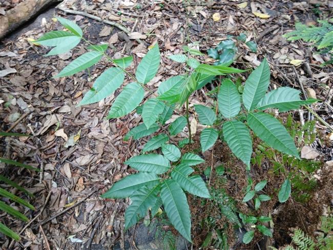 Toona ciliata (Australian Red Cedar) (alternate view 13)