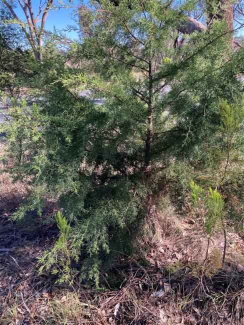 Hesperocyparis arizonica (Arizona Cypress) (alternate view 7)