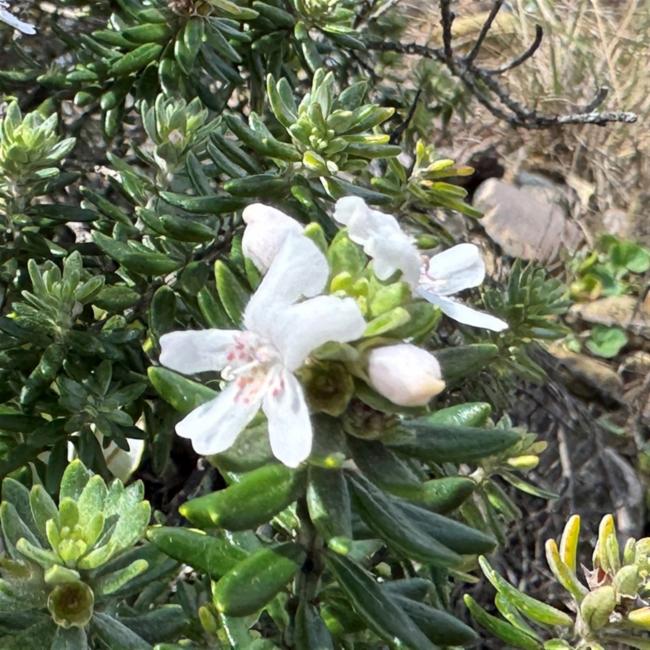 Westringia fruticosa (Coastal Rosemary) (alternate view 12)