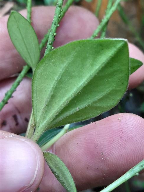 Peperomia leptostachya (Slender Peperomia) (alternate view 11)