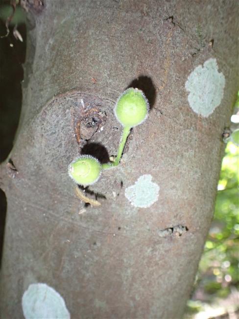 Ficus coronata (creek sandpaper fig) (alternate view 13)