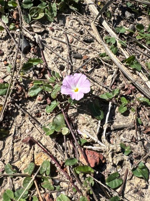 Polymeria calycina (slender bindweed) (alternate view 11)