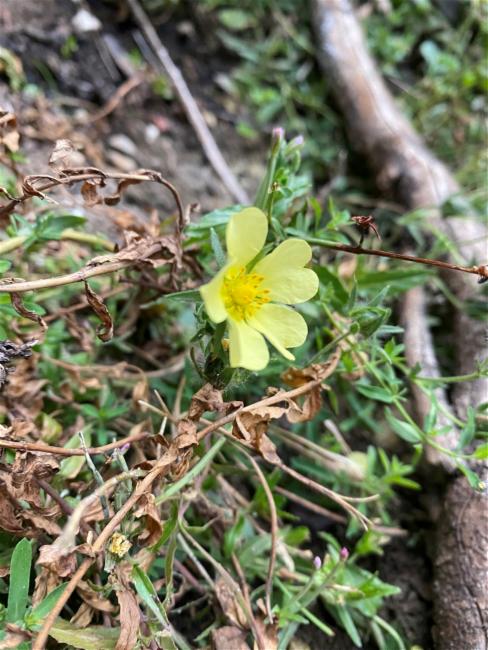 Potentilla recta (sulfur cinquefoil) (alternate view 11)