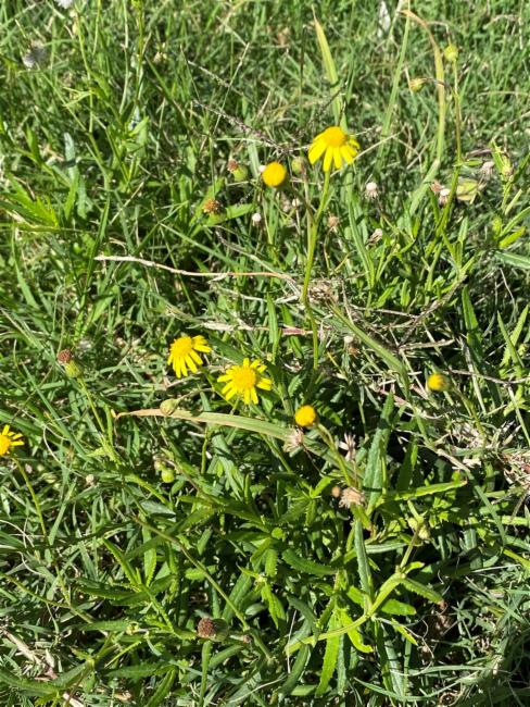 Senecio madagascariensis (Madagascar Ragwort) (alternate view 10)