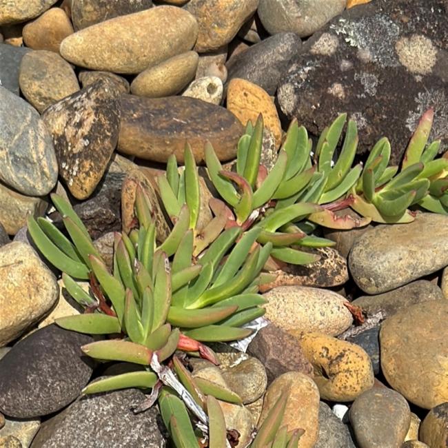 Carpobrotus glaucescens (Angular Sea-fig) (alternate view 10)