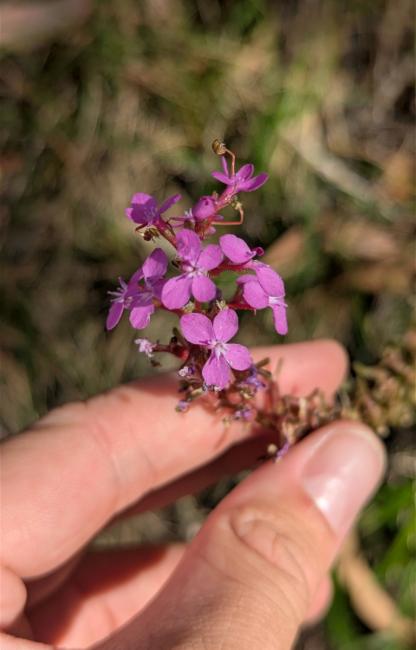 Stylidium armeria (Thrift-leaved Triggerplant) (alternate view 10)