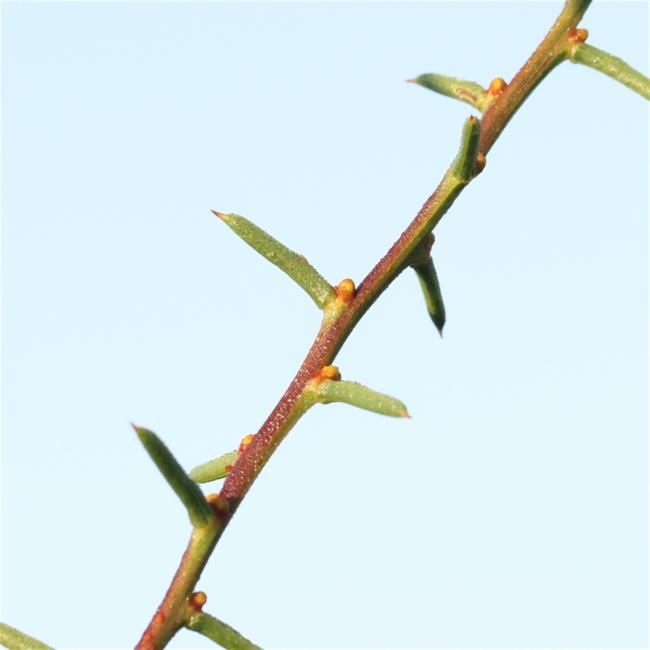 Acacia genistifolia (Spreading Wattle) (alternate view 13)