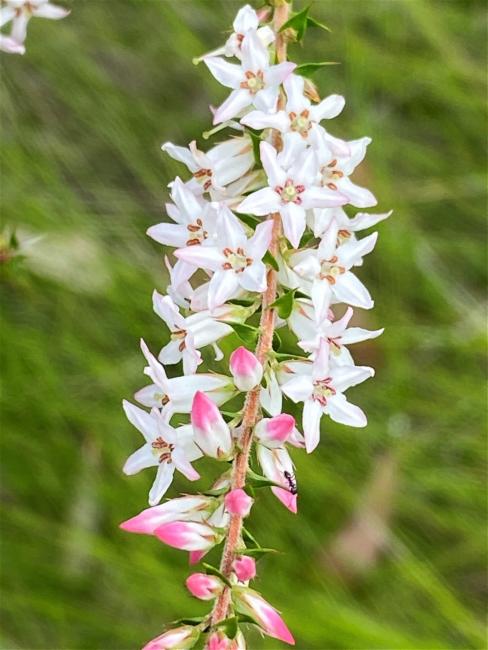 Epacris pulchella (New South Wales Coral Heath) (alternate view 11)