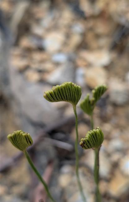 Schizaea bifida (Forked Comb Fern) (alternate view 11)