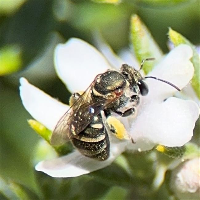 Myoporum parvifolium