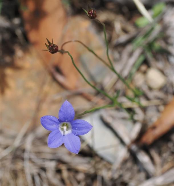 Wahlenbergia stricta (Australian bluebell) (alternate view 11)