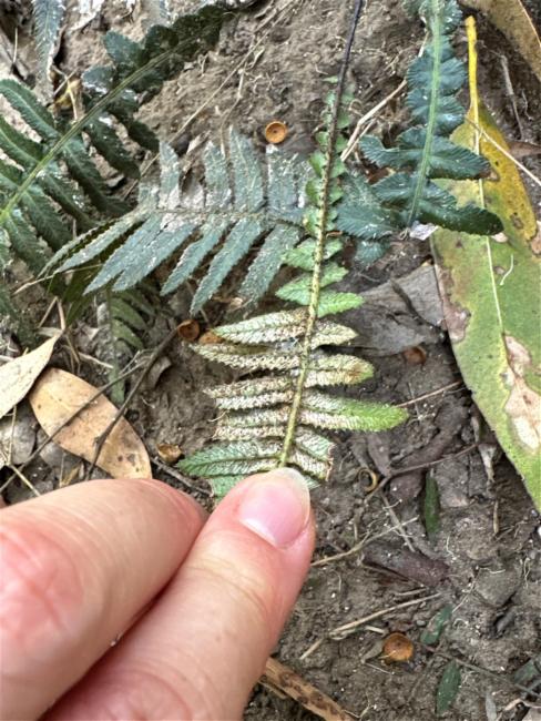 Doodia aspera (Prickly Rasp fern) (alternate view 12)