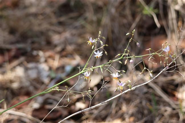 Dianella tasmanica